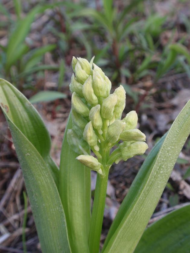 Prima Orchis purpurea in Piemonte